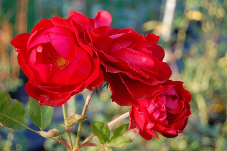 Роза флорибунда Нина Вейбул