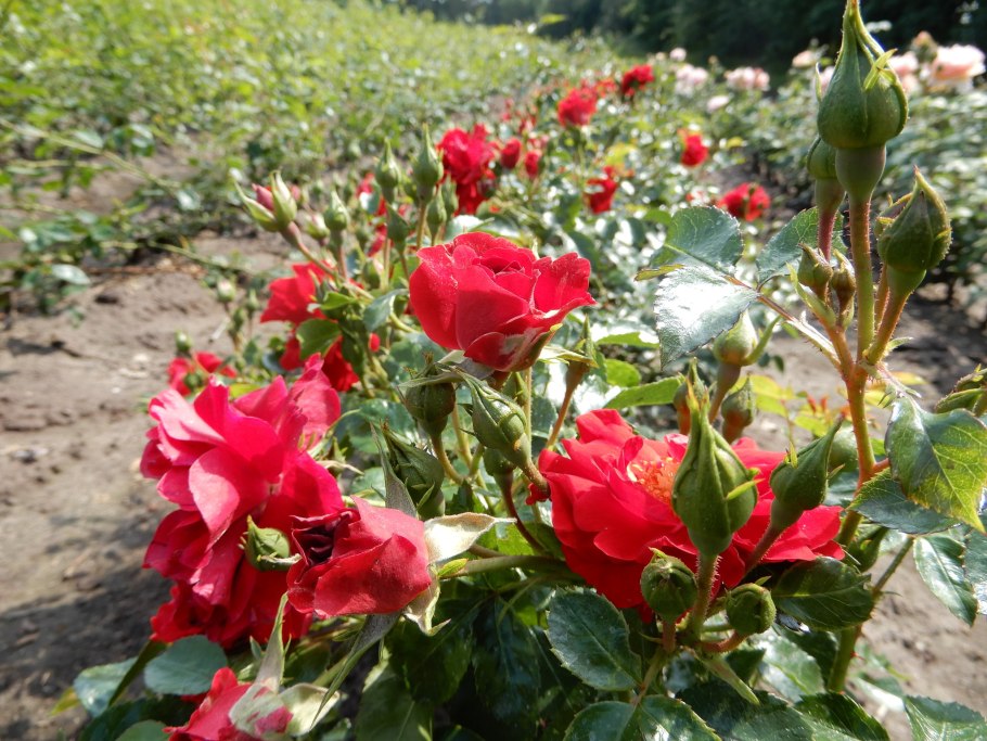 Роза флорибунда