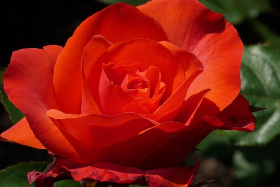 Роза Марлен флорибунда