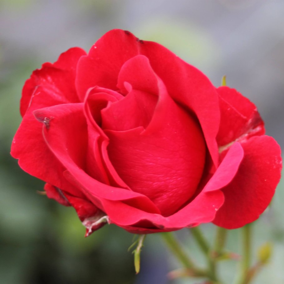 Сорт розы Нина Вейбул