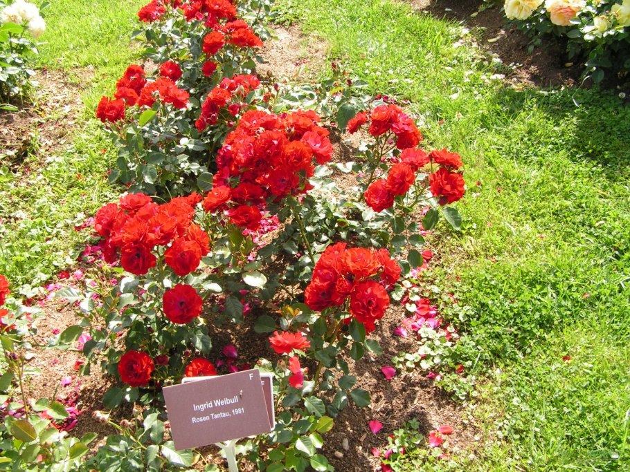 Нина Вейбул