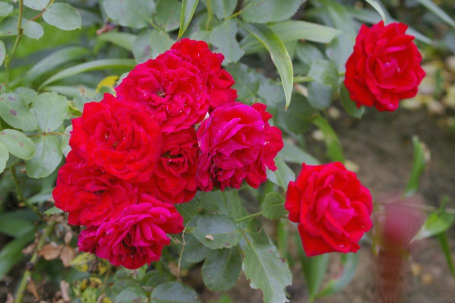 Роза флорибунда Нина Вейбул