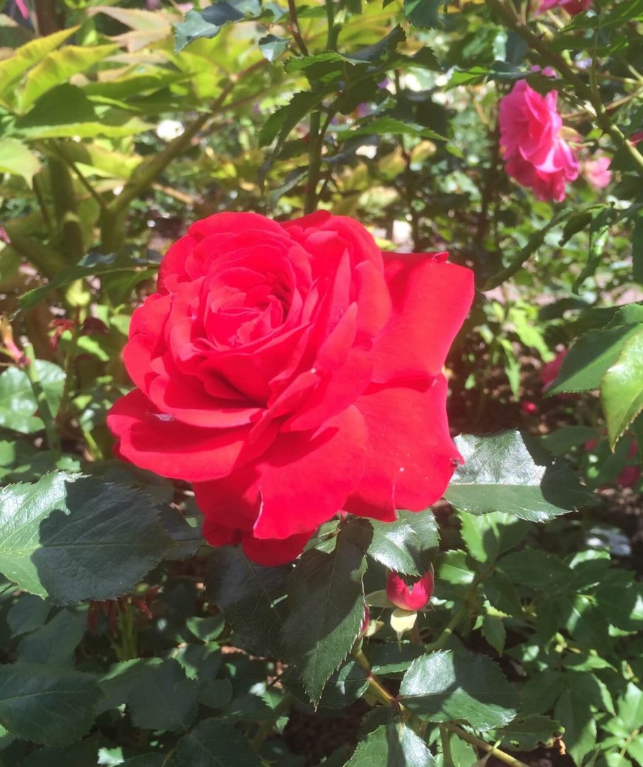 Роза чайно гибридная Нина Вейбул