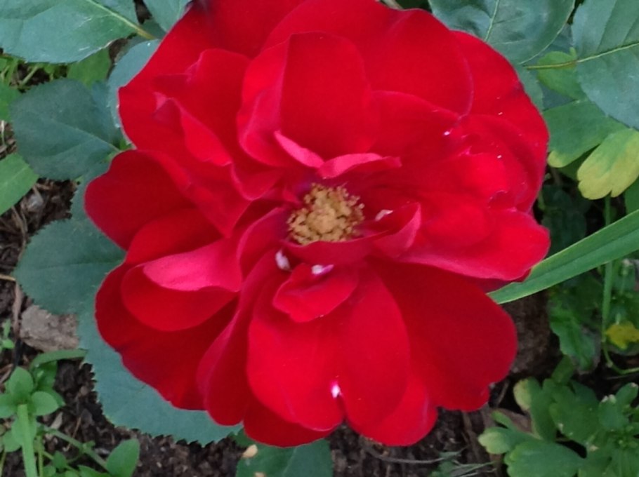 Роза флорибунда Нина Вейбул