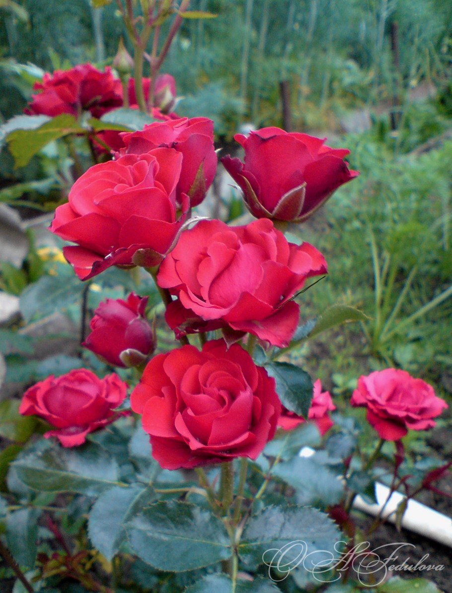 Роза царица сада роза Нина Вейбул