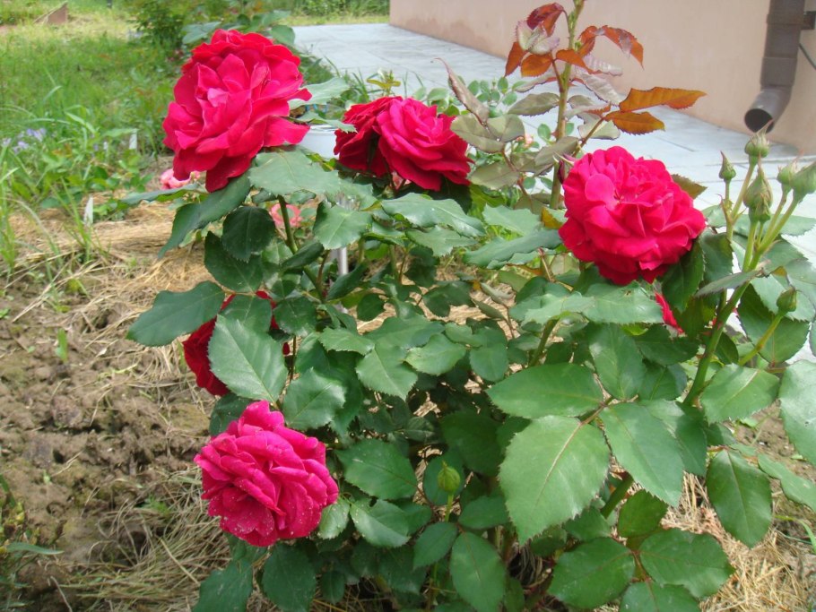 Флорибунда Нина Вейбул