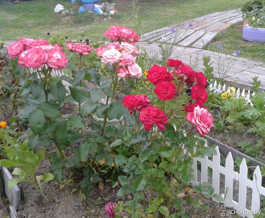 Чайно гибридная роза