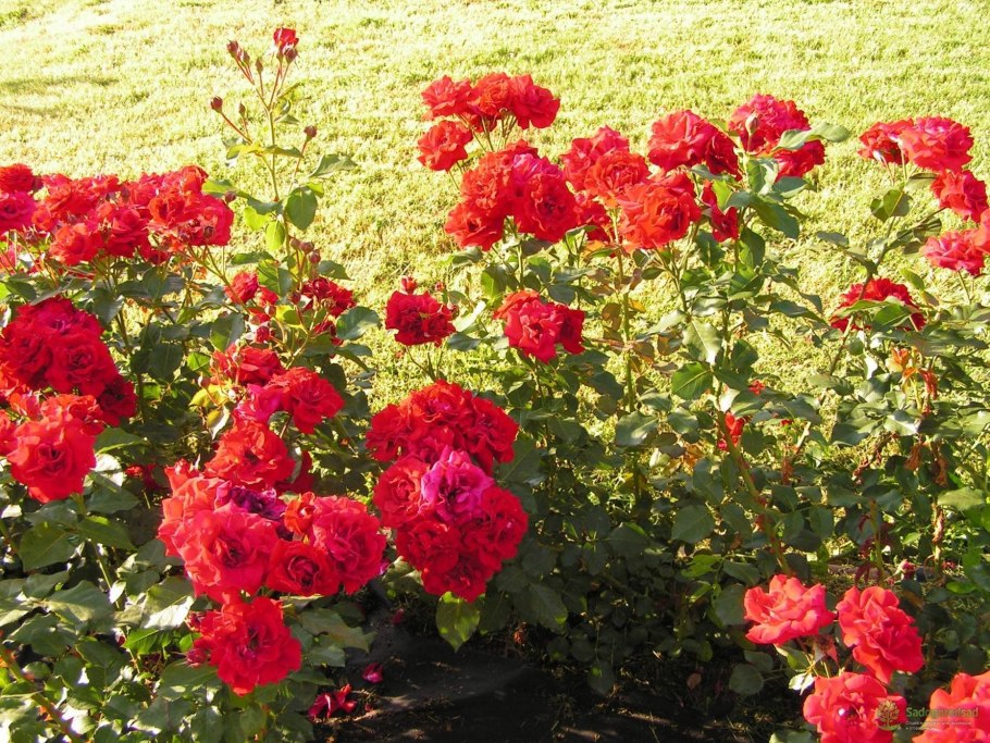 Розы флорибунда «Нина вейбу