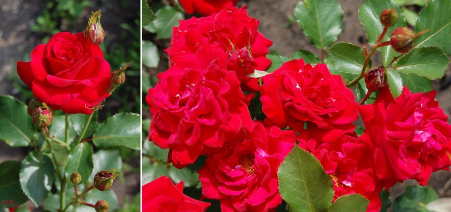 Роза флорибунда Нина Вейбул