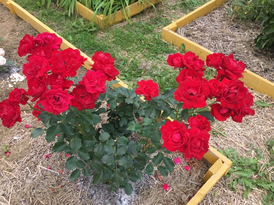 Роза флорибунда Nina Weibull