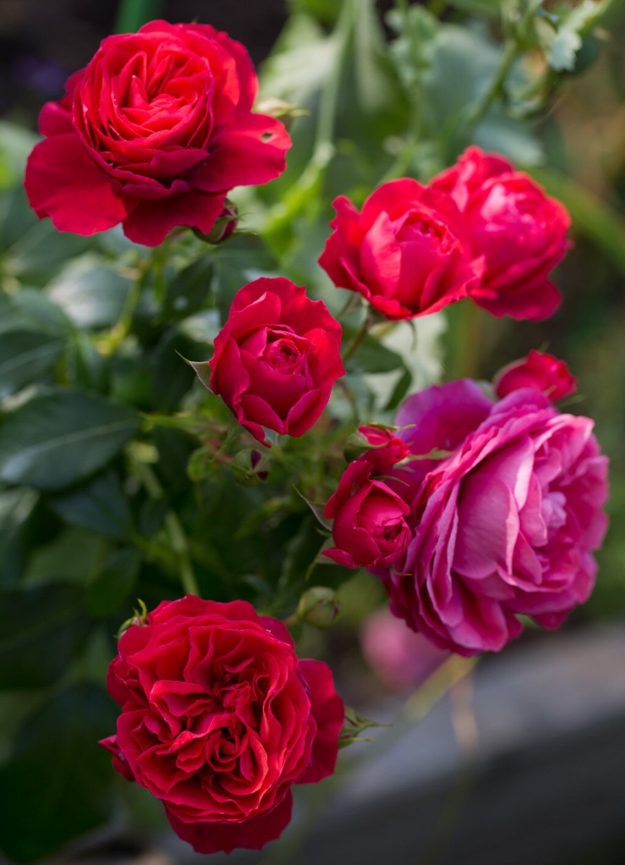 Роза флорибунда сорта Вейбул