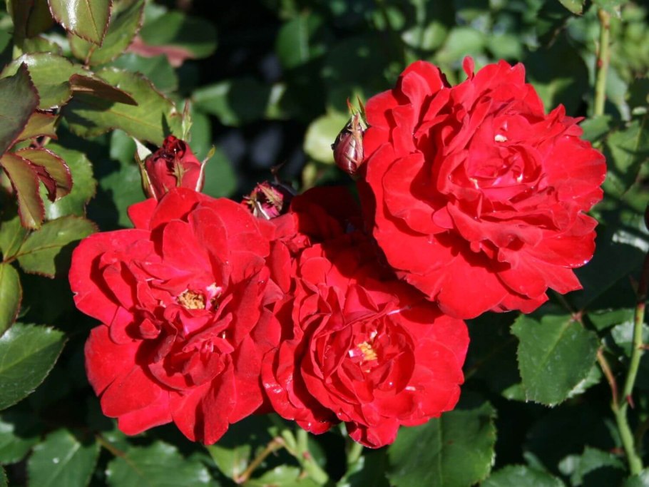 Розы флорибунда «Нина вейбу