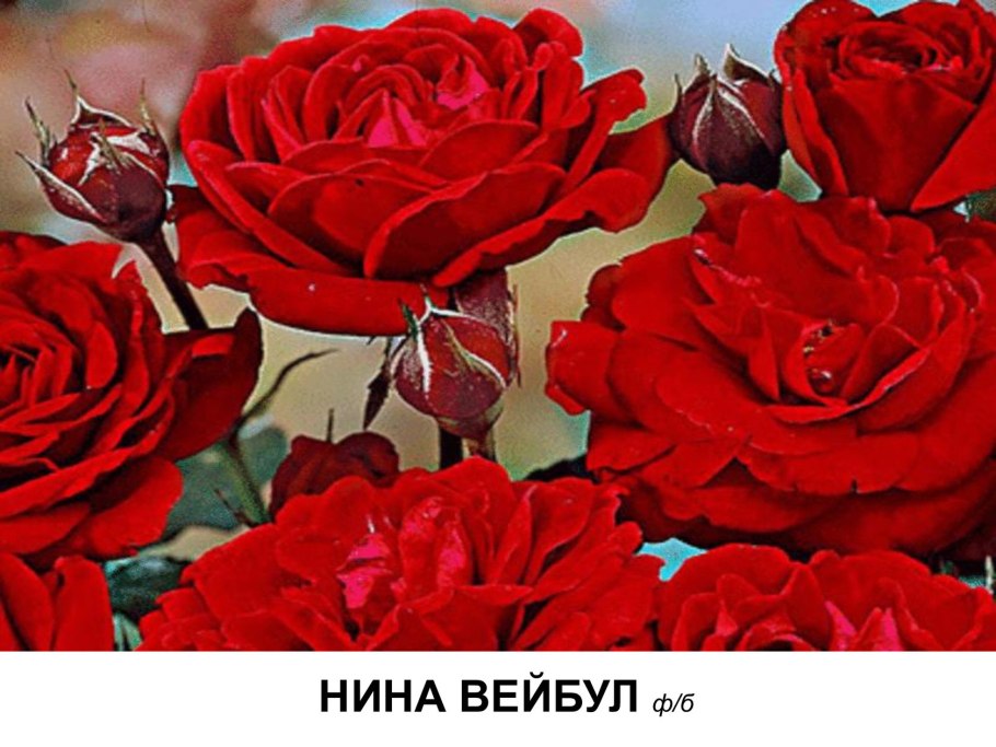 Роза флорибунда нина вейбул