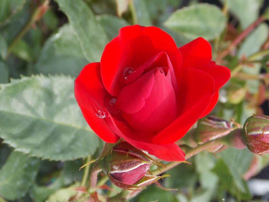 Роза флорибунда Нина Вейбул