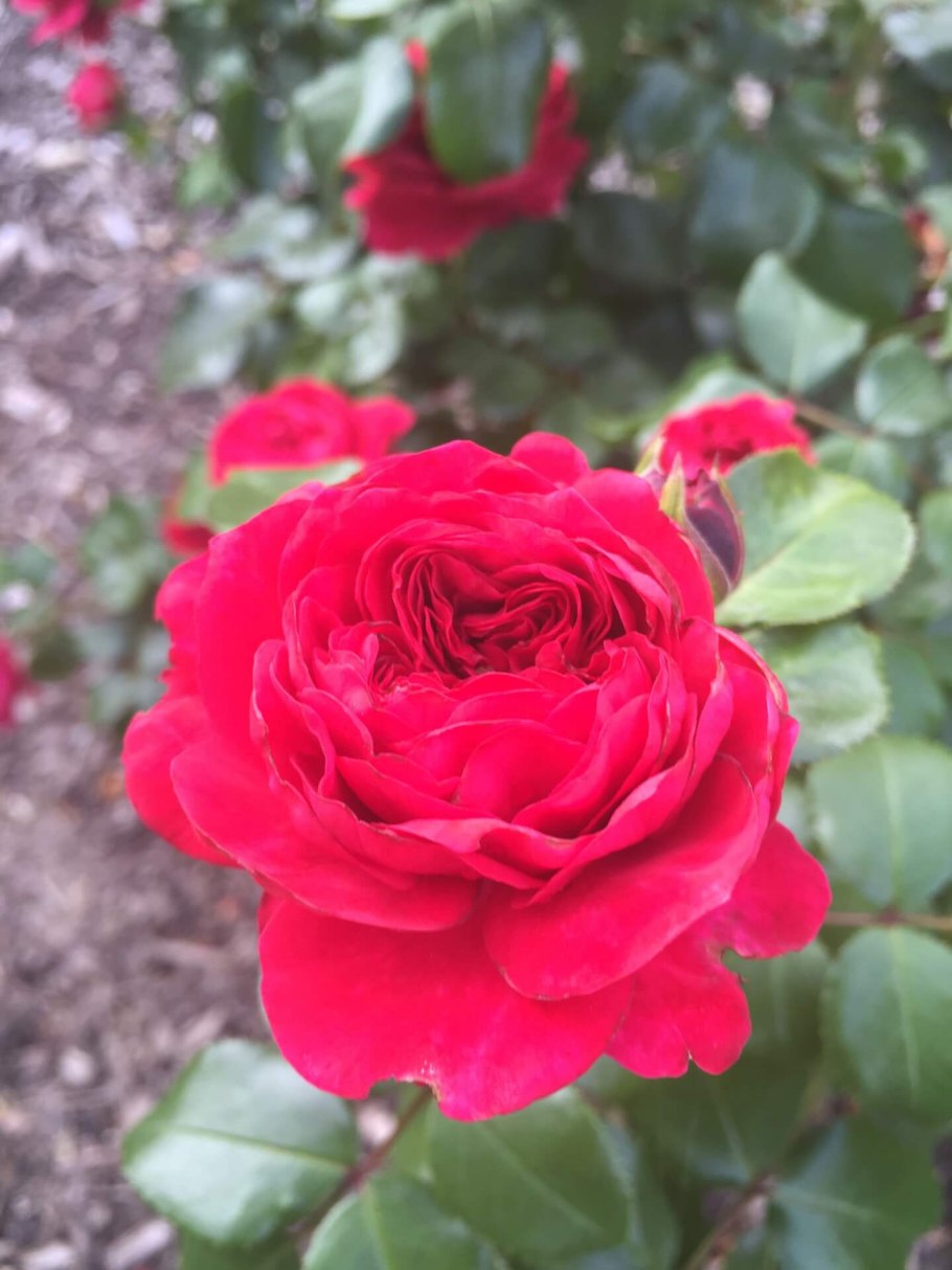 Роза ОЗО энциклопедия роз