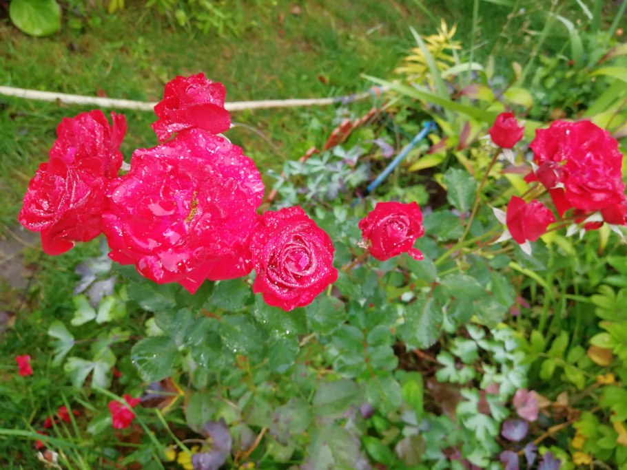 Нина вейбул роза