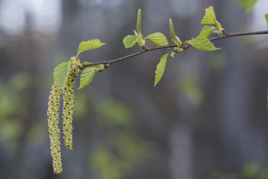 Береза Betula pubescens