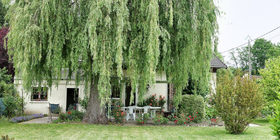 Береза повислая Юнги Betula pendula Youngii