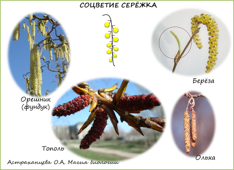 Ива белоствольная, Salix Belostvolnaya&#96;