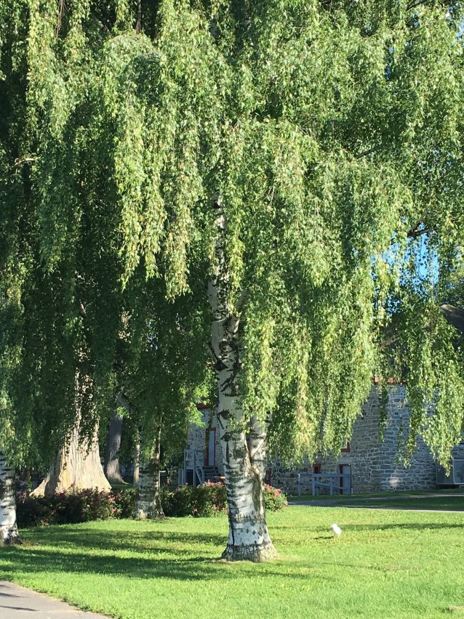 Береза повислая Betula pendula
