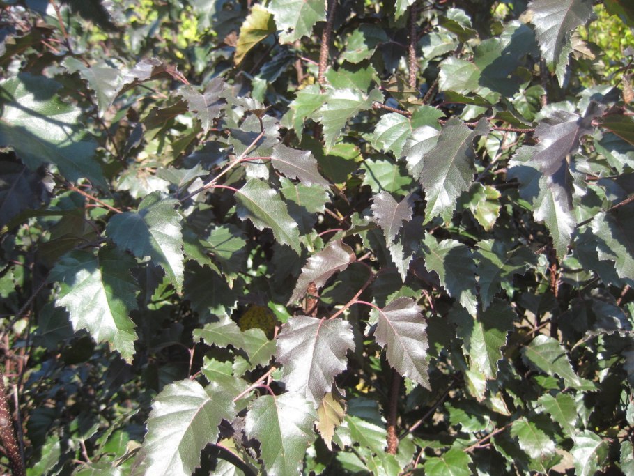 Берёза повислая далекарлийская