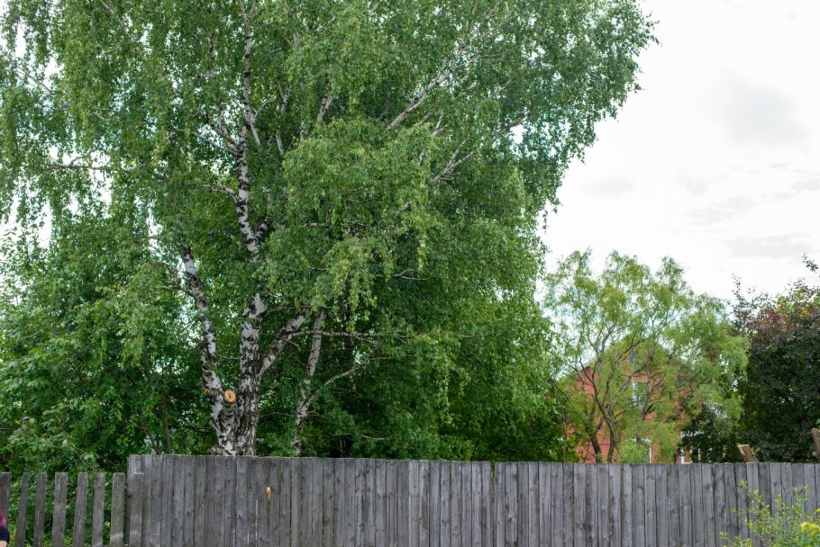 Берёза плосколистная