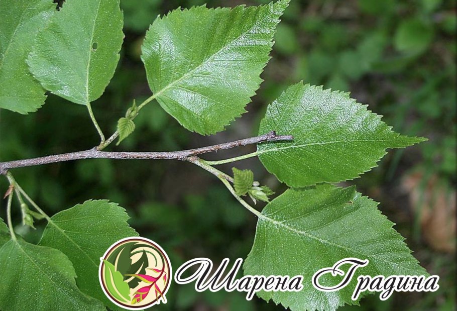 Береза бородавчатая береза повислая