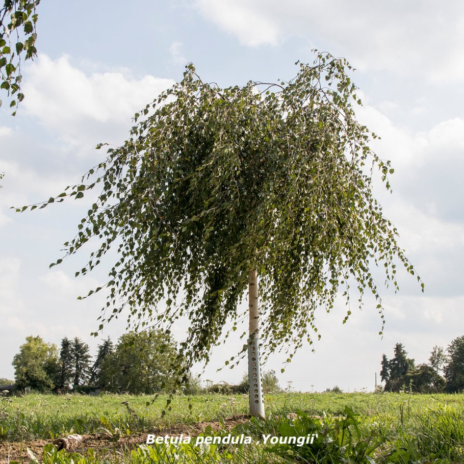 Береза Пендула Юнги