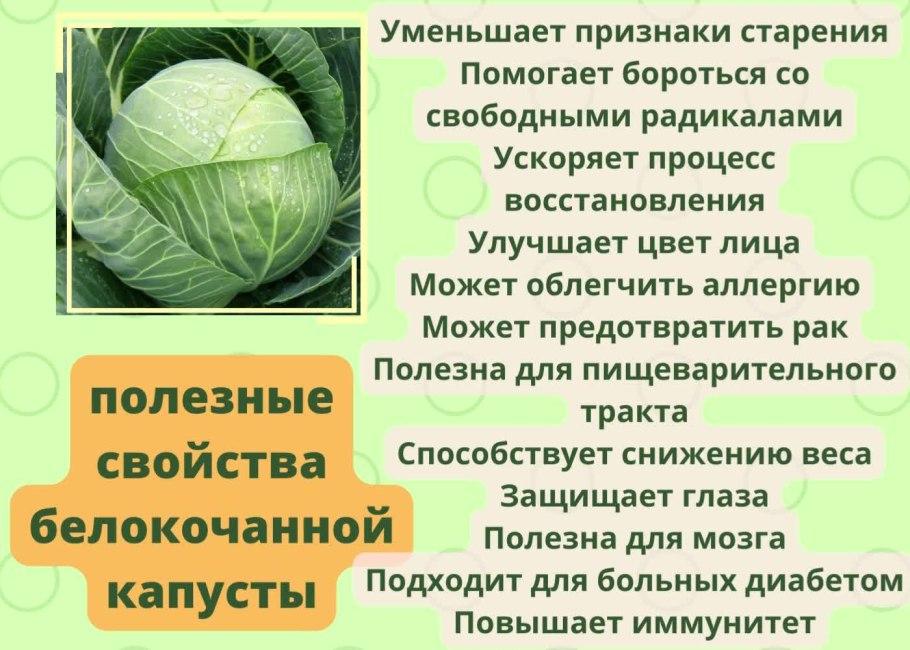 Сорт капусты Грибовская