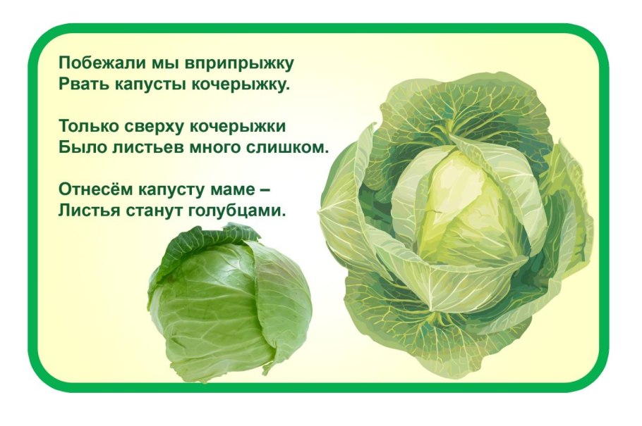 Капуста ранняя на белом фоне