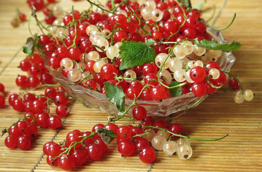 Калина (Viburnum)