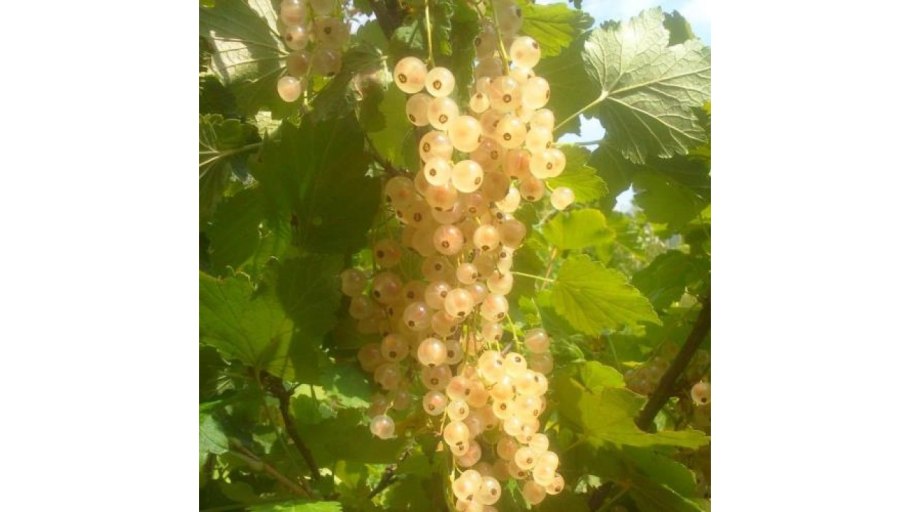 Белый мягкий налет на кустах красной смородины