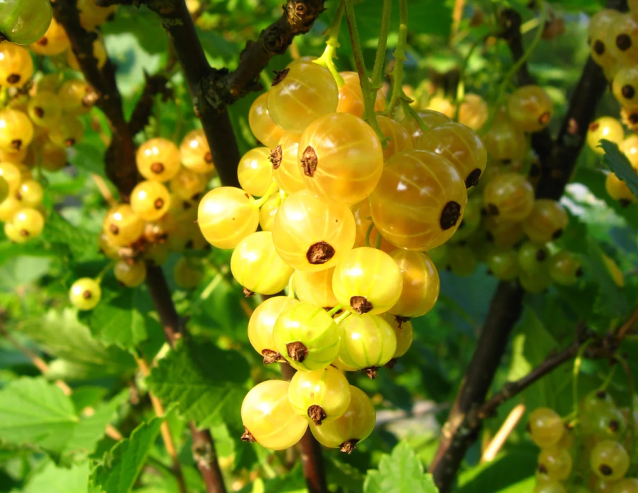 Смородина белая Императорская желтая