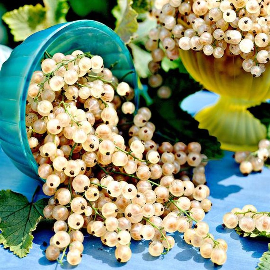 Смородина белая Версальская белая с2 н40