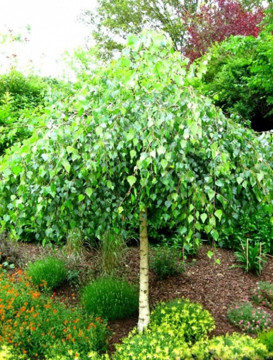 Плакучая береза карликовая