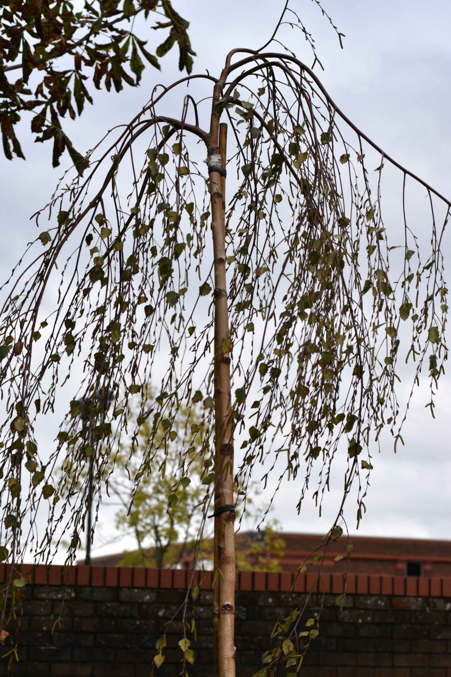 Береза повислая Юнги Betula pendula Youngii