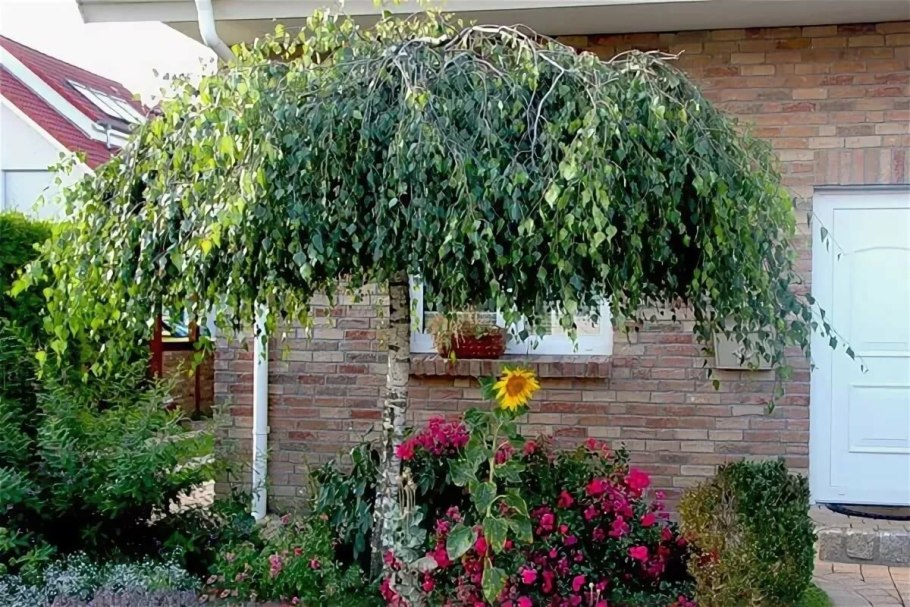 Береза повислая Betula pendula “Youngii”