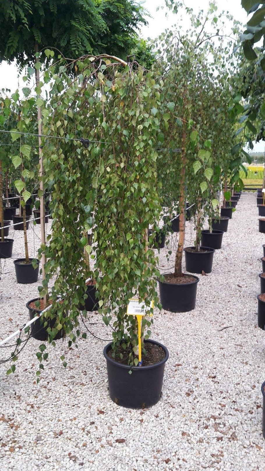 Береза повислая Юнги Betula pendula Youngii