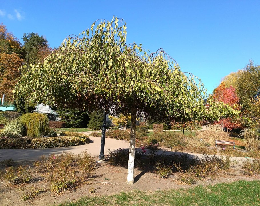 Береза повислая Юнги