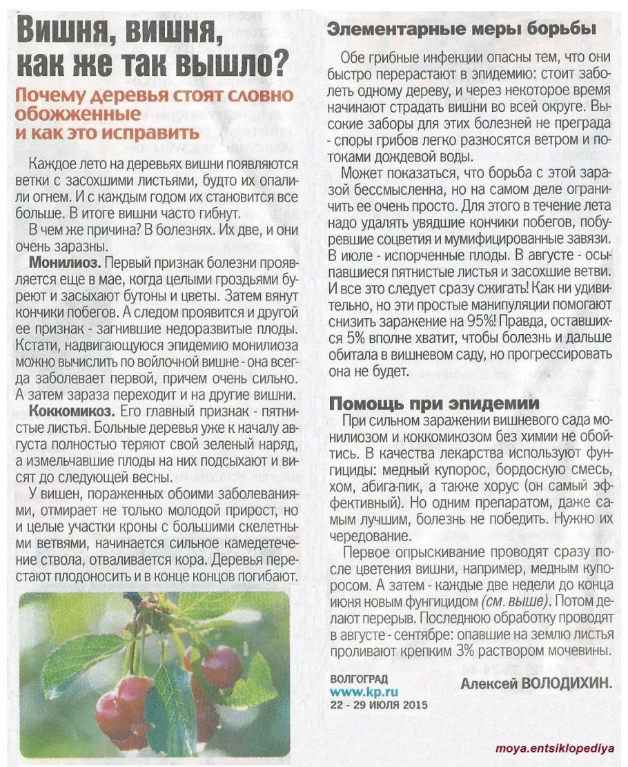 Монилиальная плодовая гниль