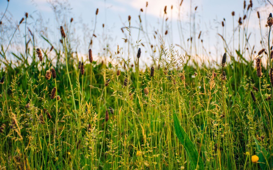 Трава растущая в поле