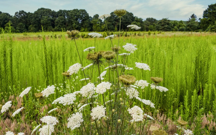 Пиканы трава