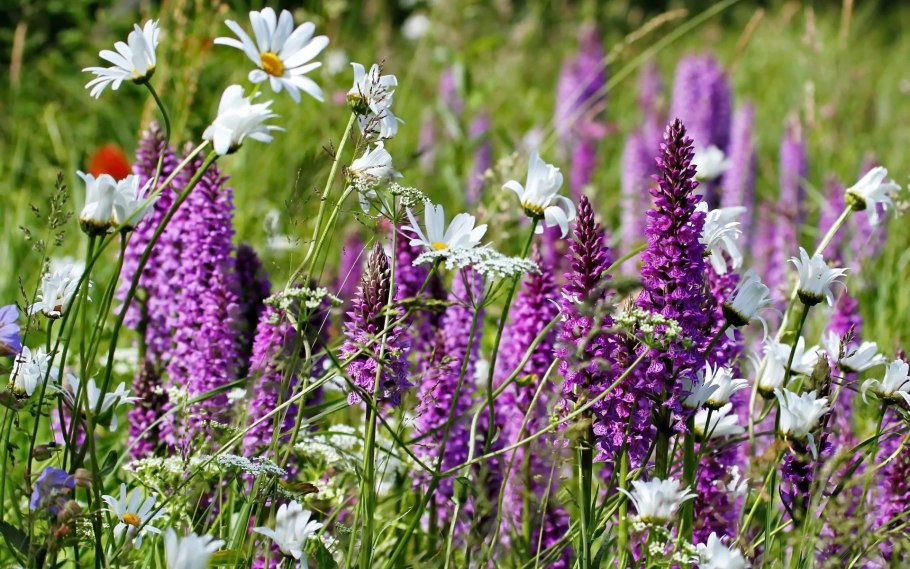 Полевой цветок Медовник сиреневый