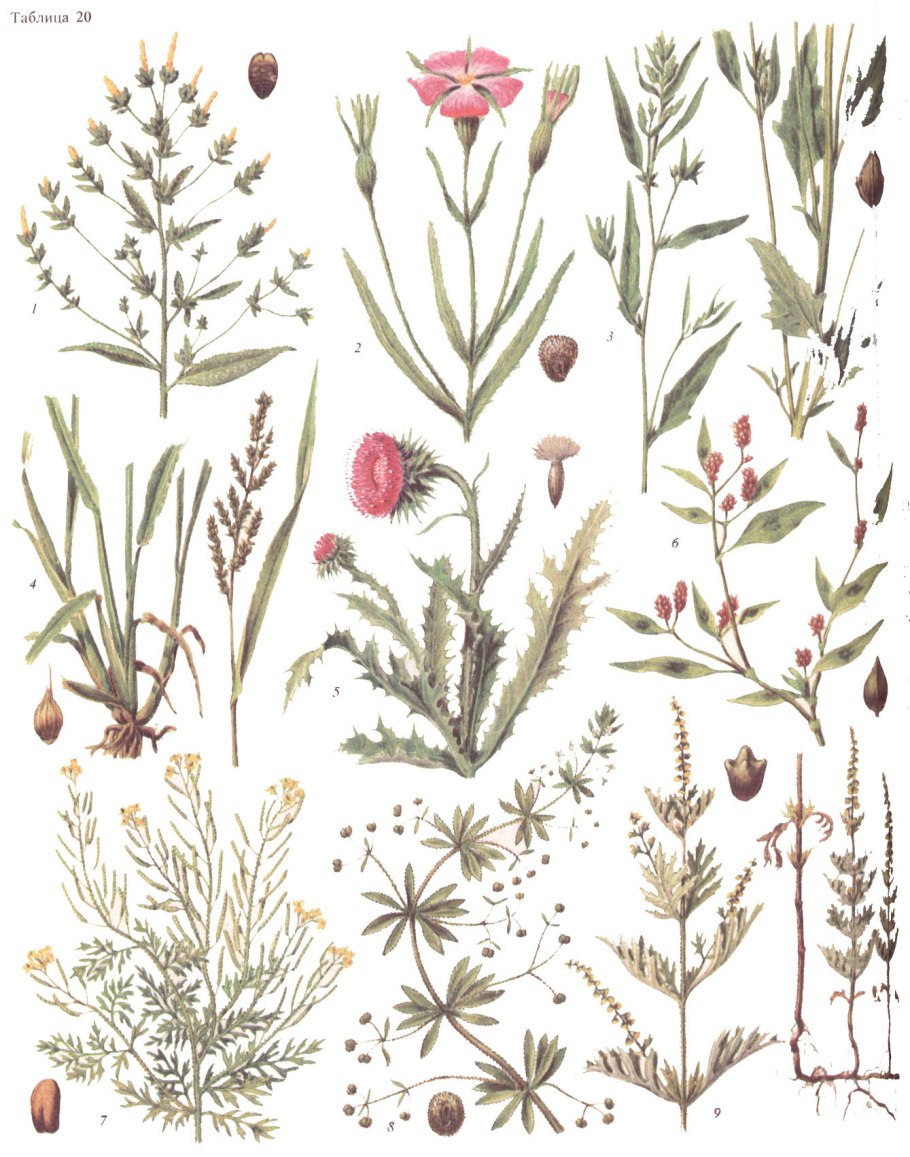 Сорные растения сорные растения