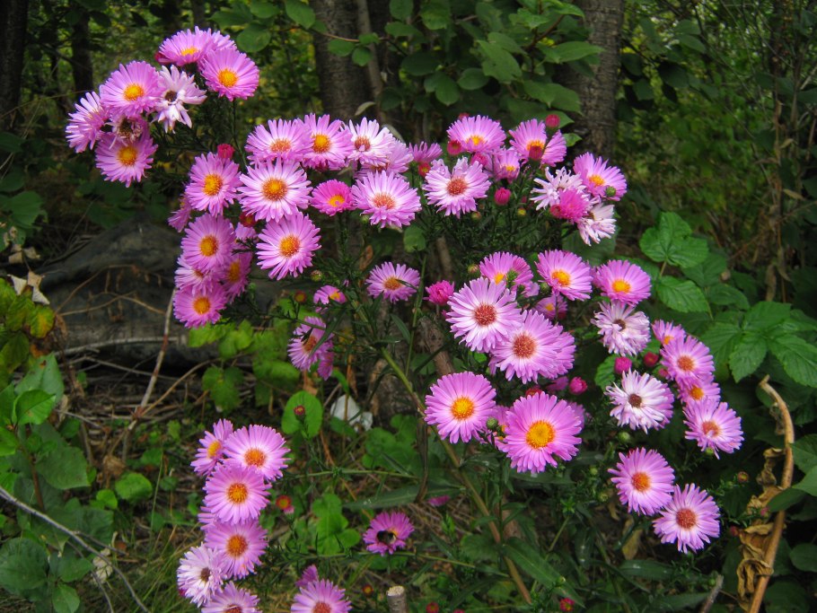 Астра кустарниковая многолетняя