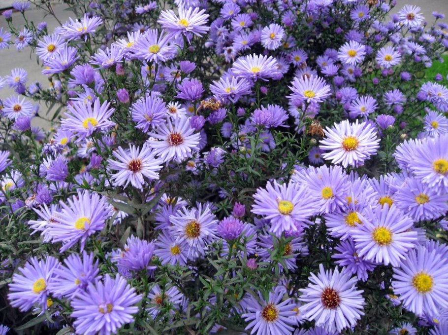 Астра кустарниковая Anneke