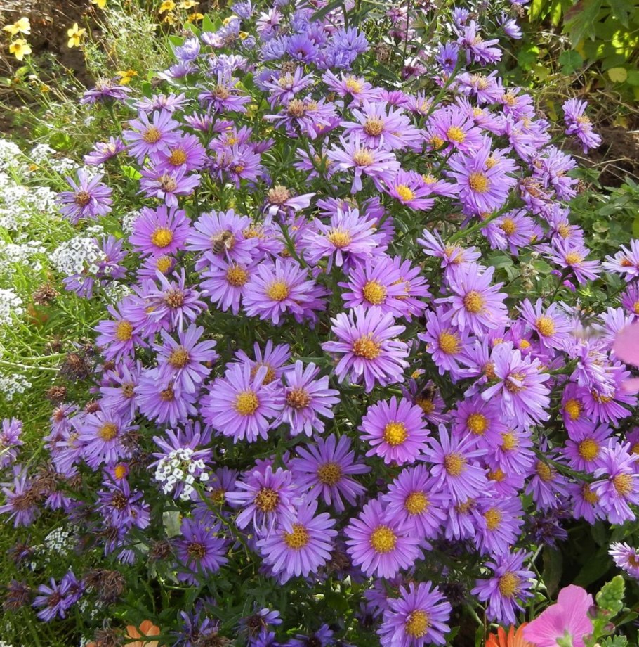 Астра многолетняя новобельгийская