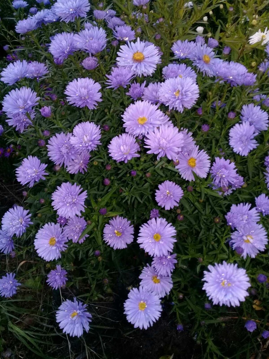 Астра Альпийская Альбус