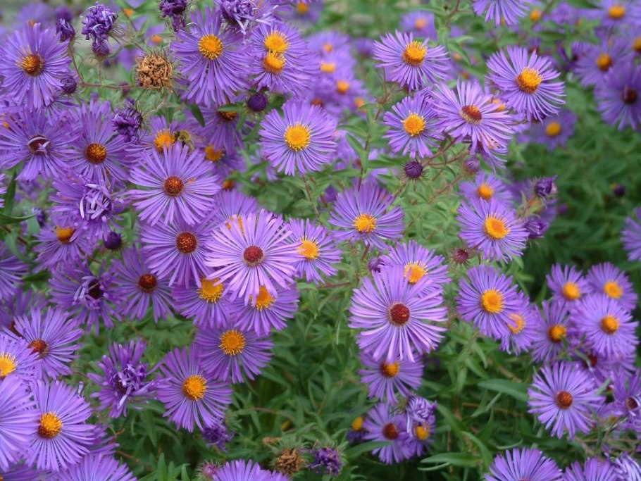 Астра Исланд многолетняя