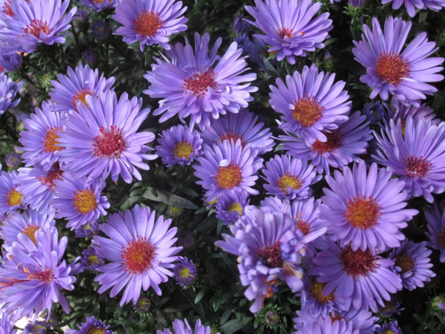 Астра новобельгийская Генри Блю